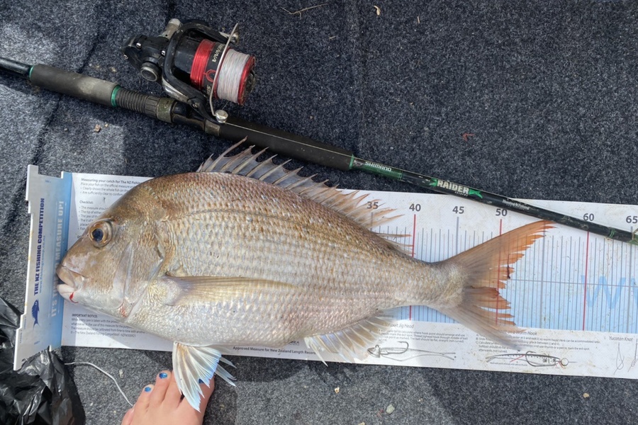 Amber Raudon caught this 50.0cm Snapper at Kaipara during The Export NZ Fishing Competition