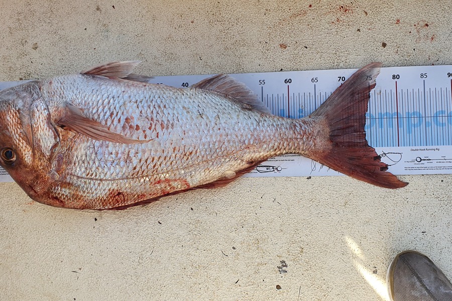 Pradeep Magan-Morar caught this 74.0cm Snapper at Bay of Islands during The Export NZ Fishing Competition