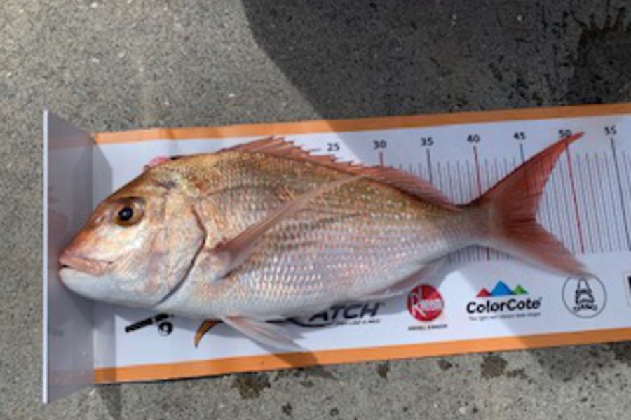   caught this 45.0cm Snapper at Matauri Bay during The Export NZ Fishing Competition