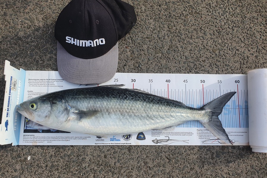 Ian Campbell caught this 54.0cm Kahawai at Opito Bay  during The Export NZ Fishing Competition