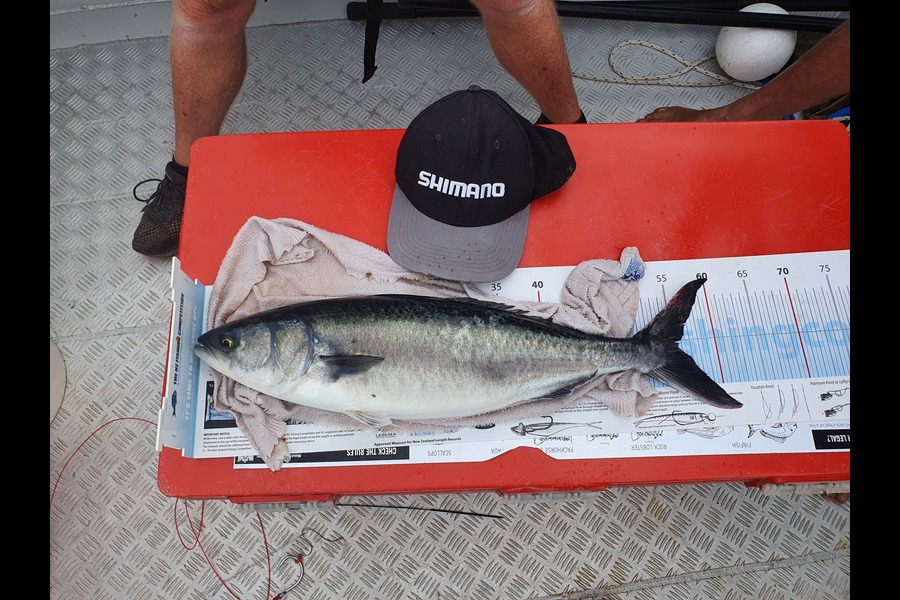 Ian Campbell caught this 55.5cm Kahawai at Great Mercurey during The Export NZ Fishing Competition