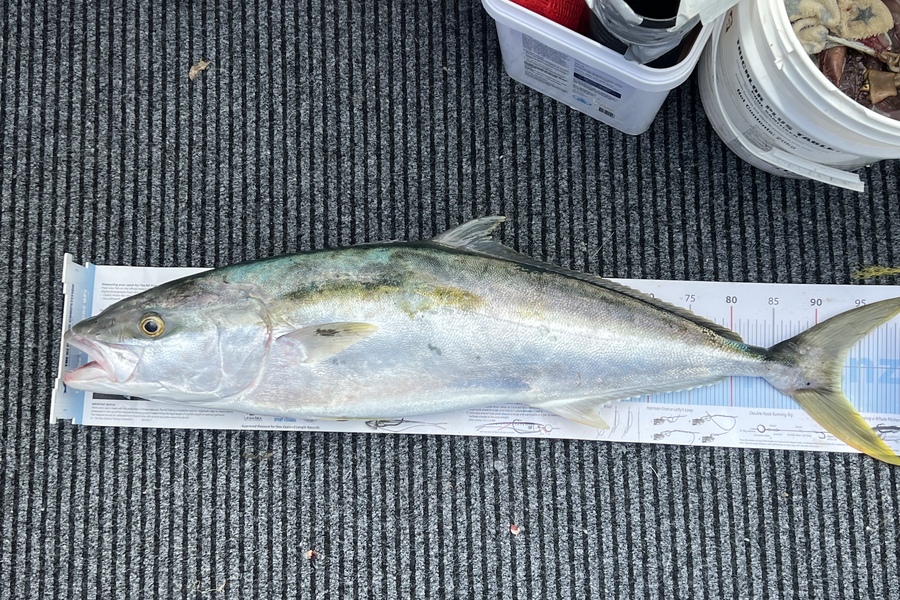 Steve Westlake caught this 93.0cm Kingfish at Tauranga  during The Export NZ Fishing Competition
