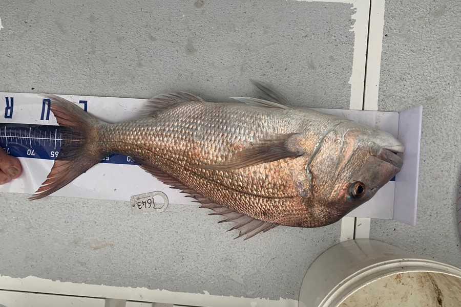 Andrew Smith  caught this 63.5cm Snapper at kawau bay during The Export NZ Fishing Competition