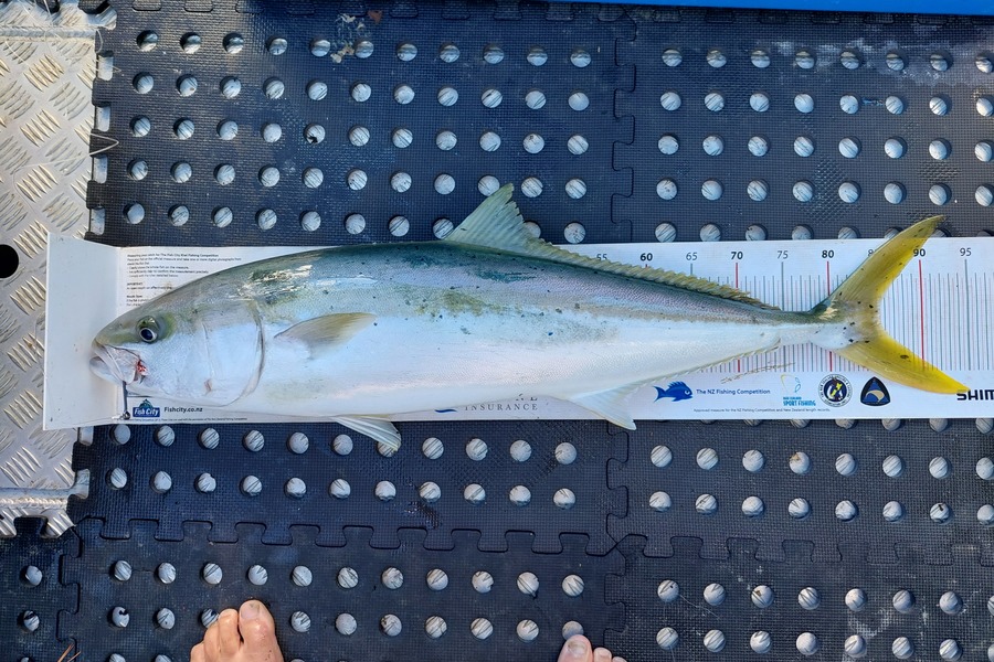 Barry  Howard caught this 85.0cm Kingfish at Flat Rock during The Export NZ Fishing Competition