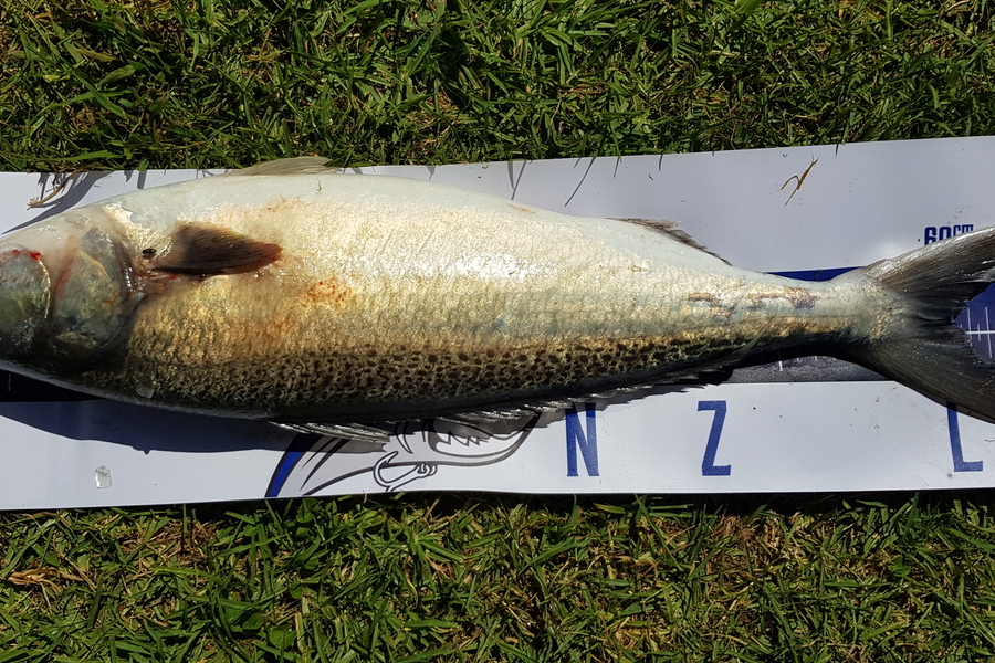 Darren Nunn caught this 60.0cm Kahawai at Maraenui  during The Export NZ Fishing Competition