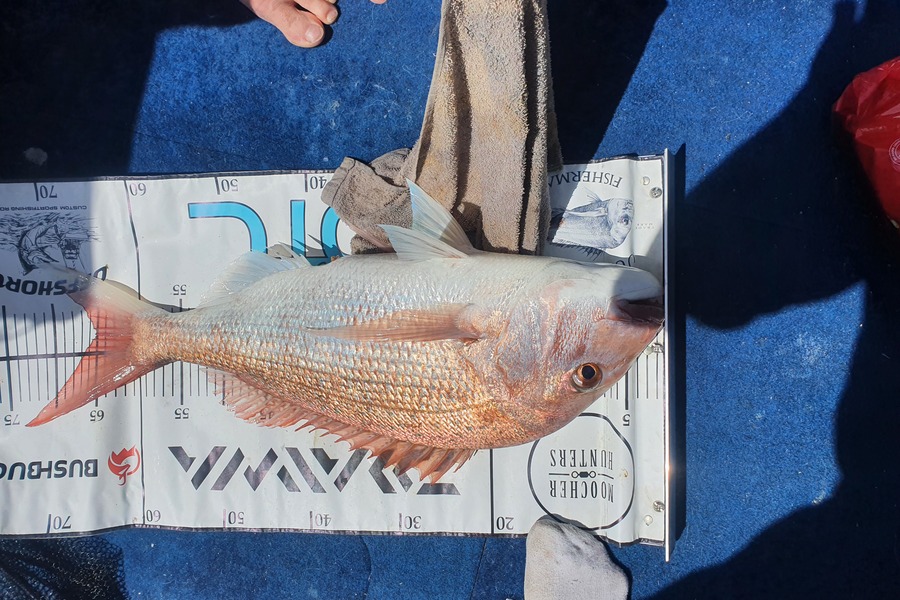 Alex Blackett caught this 65.0cm Snapper at Omaha during The Export NZ Fishing Competition