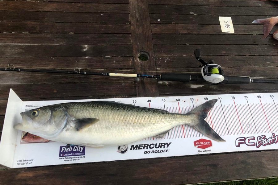 Nicole Price caught this 57.5cm Kahawai at Whangaparaoa during The Export NZ Fishing Competition