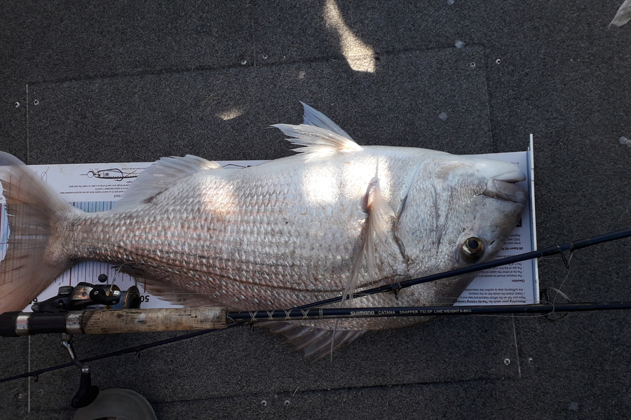 Doug Batchelor  caught this 68.5cm Snapper at Bay of Plenty  during The Export NZ Fishing Competition