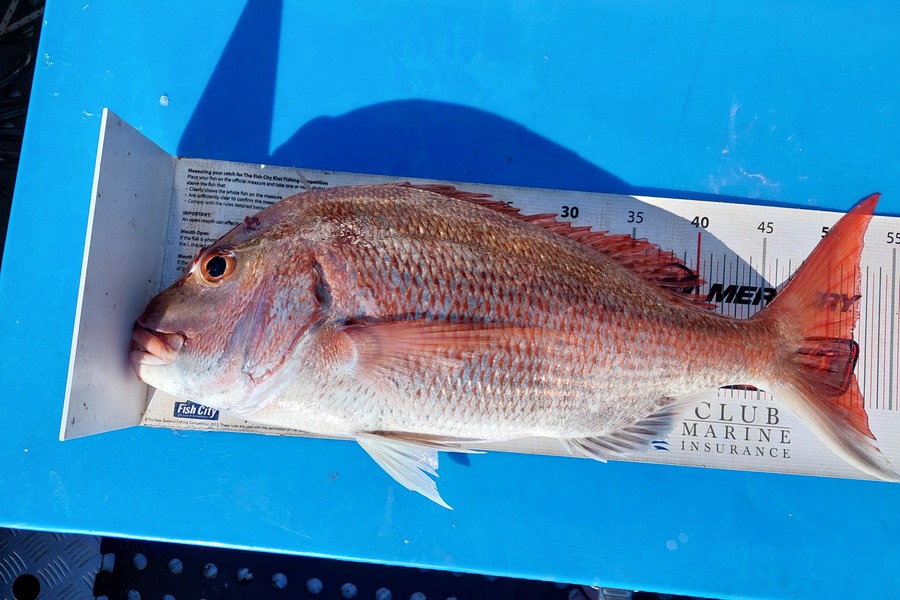 Barry  Howard caught this 52.0cm Snapper at Hauraki Gulf during The Export NZ Fishing Competition