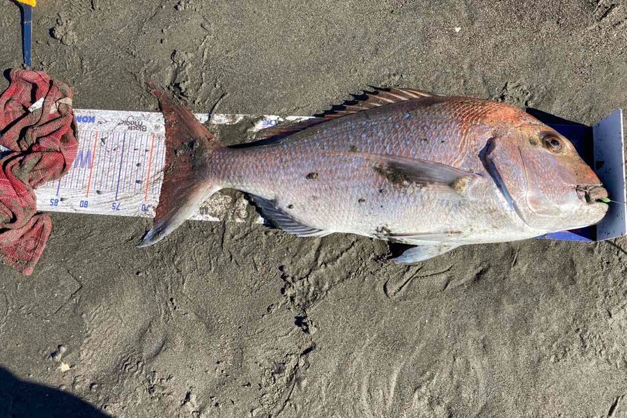 Viv Radich caught this 67.5cm Snapper at Foxton  during The Export NZ Fishing Competition