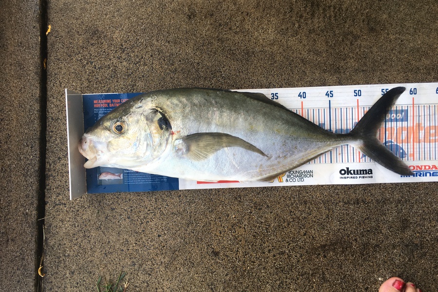 Michael Brown caught this 53.0cm Trevally at Bop during The Export NZ Fishing Competition