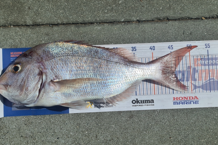 Dillon Constant caught this 45.5cm Snapper at Kawakawa bay during The Export NZ Fishing Competition