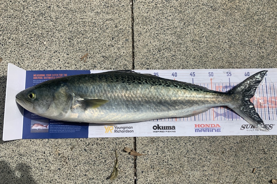 Shane Stanley caught this 60.0cm Kahawai at Kawau island during The Export NZ Fishing Competition