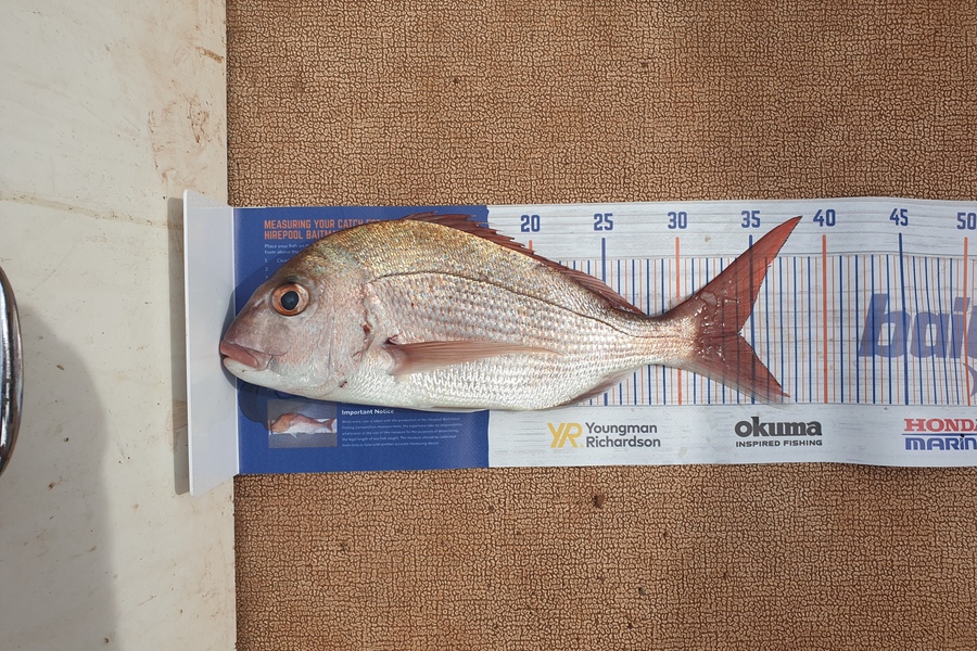 Justin Dodds caught this 34.0cm Snapper at Tutukaka  during The Export NZ Fishing Competition