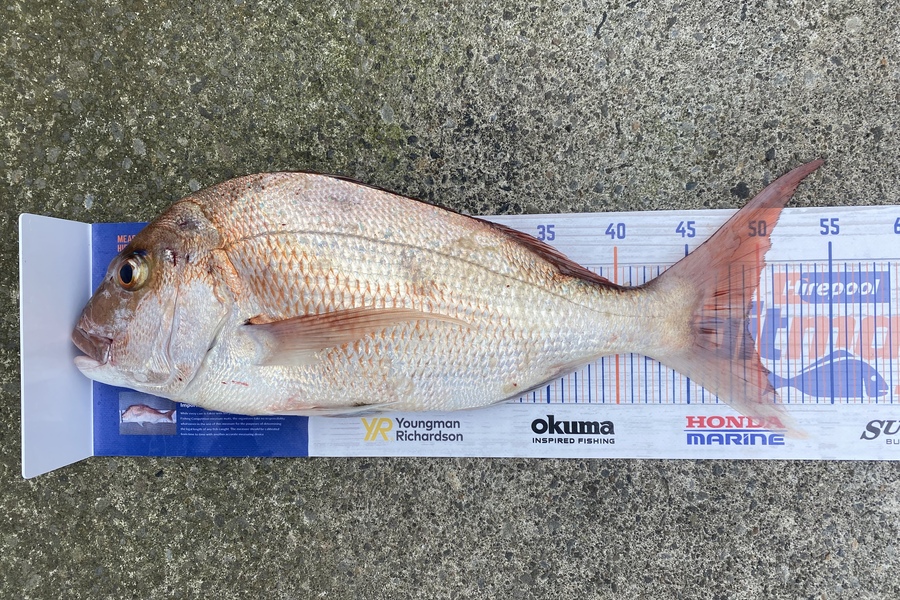 Neil John Barnes caught this 49.0cm Snapper at Urenui during The Export NZ Fishing Competition