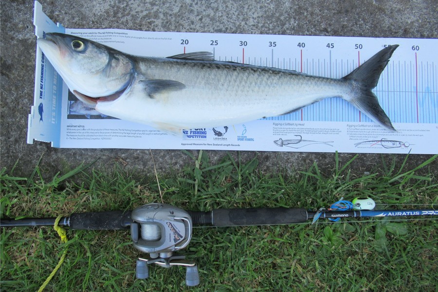 David Wilson caught this 50cm Kahawai at Mount Maunganui during The Export NZ Fishing Competition