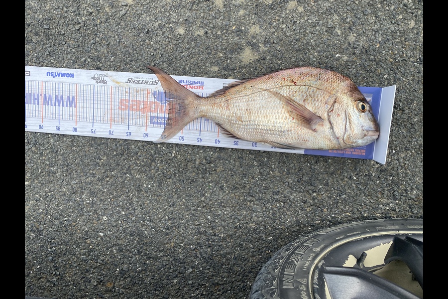Raynor Denton caught this 54.0cm Snapper at Tahaaroa  during The Export NZ Fishing Competition