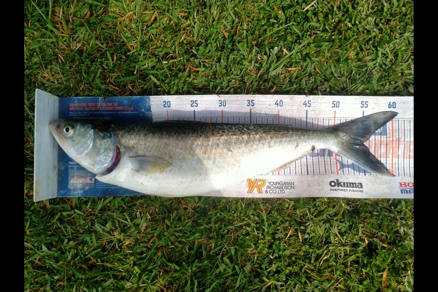 James Pike caught this 55.0cm Kahawai at Manu Bay during The Export NZ Fishing Competition