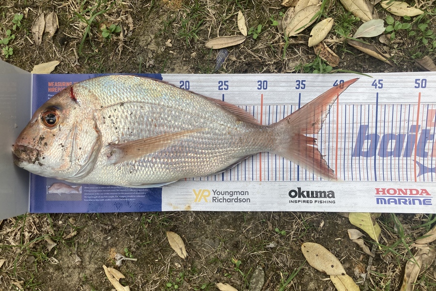 Graeme Duncan caught this 36.0cm Snapper at Coromandel  during The Export NZ Fishing Competition