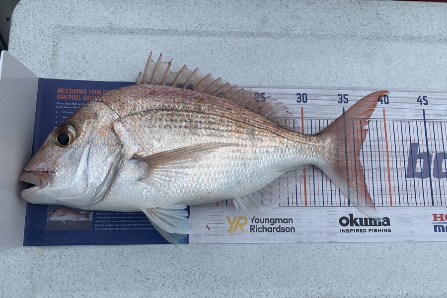 Pranesh Naidu caught this 36.5cm Snapper at Beachlands  during The Export NZ Fishing Competition