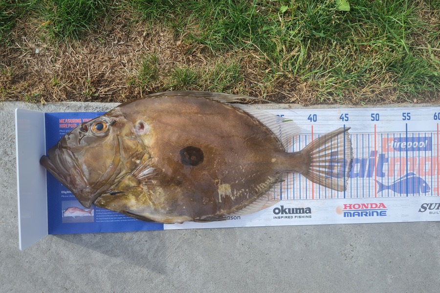 Nathan Jones caught this 46.0cm John Dory at New Plymouth  during The Export NZ Fishing Competition