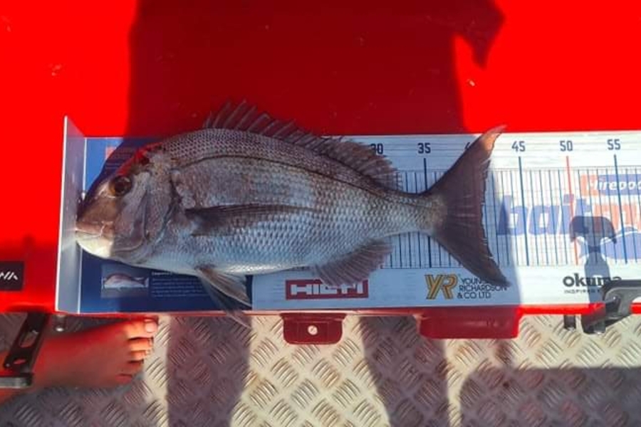 Antz Morgan caught this 40.5cm Snapper at Bay of plenty during The Export NZ Fishing Competition