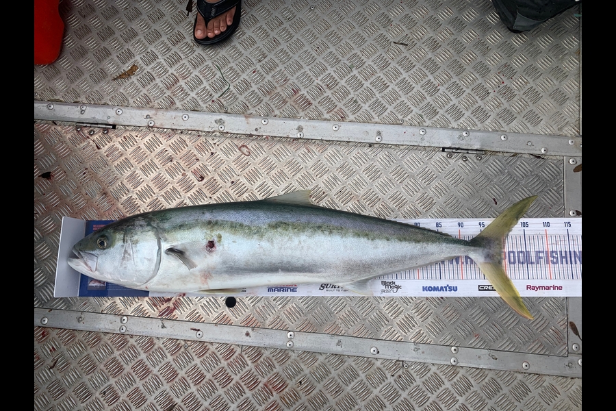 Shane Stanley caught this 99.5cm Kingfish at Kawau island during The Export NZ Fishing Competition
