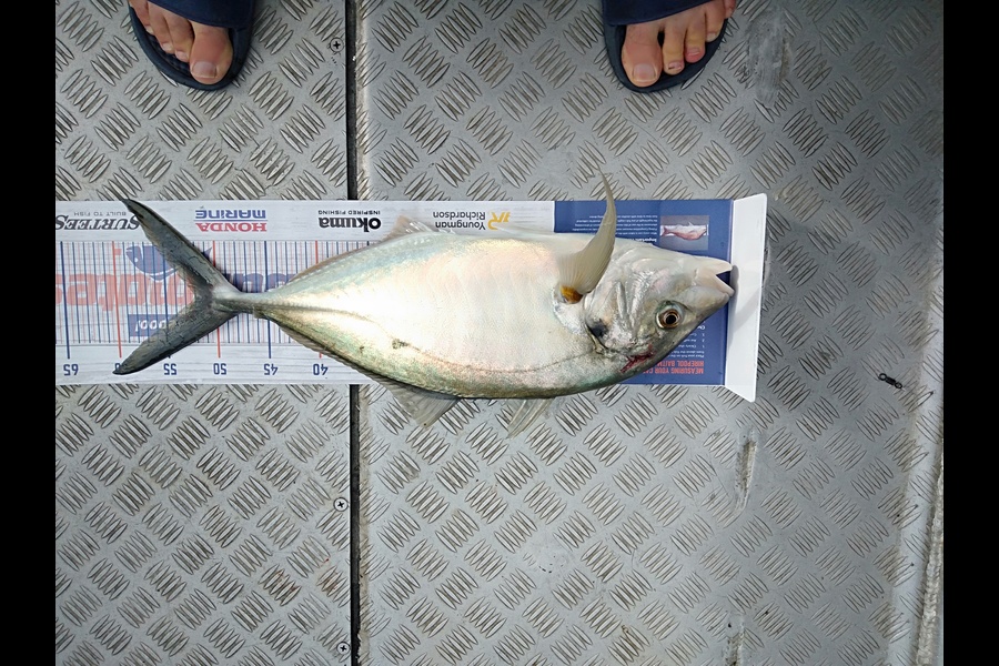 Arnold Galbraith caught this 52.0cm Trevally at Waipu  during The Export NZ Fishing Competition