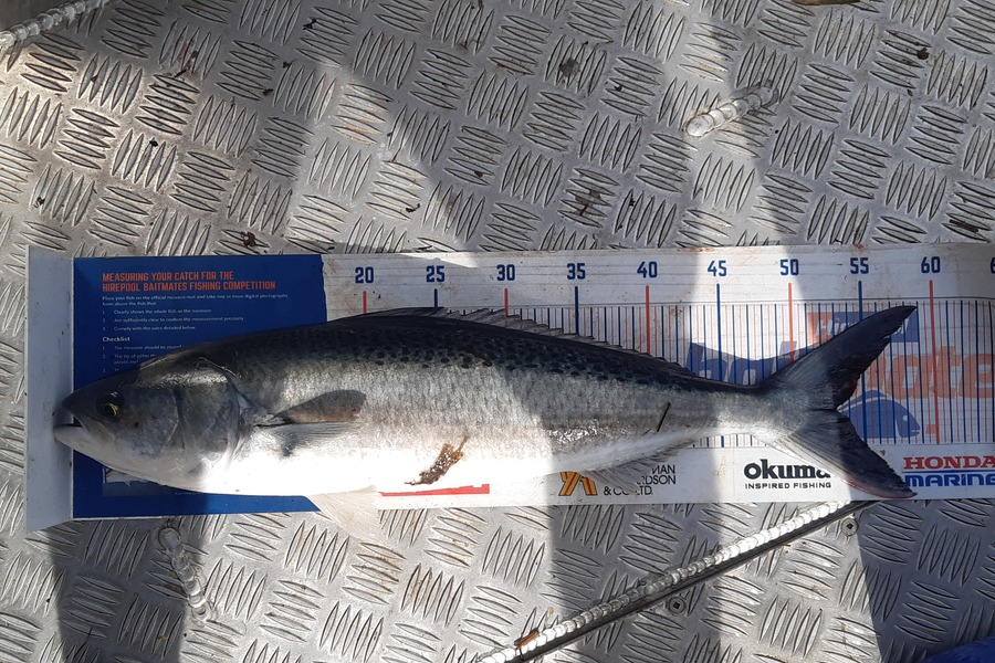 Russell Blomquist caught this 53.0cm Snapper at Whangarei during The Export NZ Fishing Competition