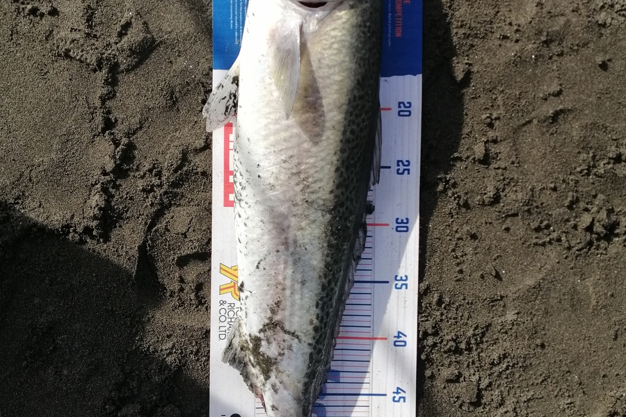 Shayne Mckenzie caught this 55.0cm Kahawai at Taranaki during The Export NZ Fishing Competition