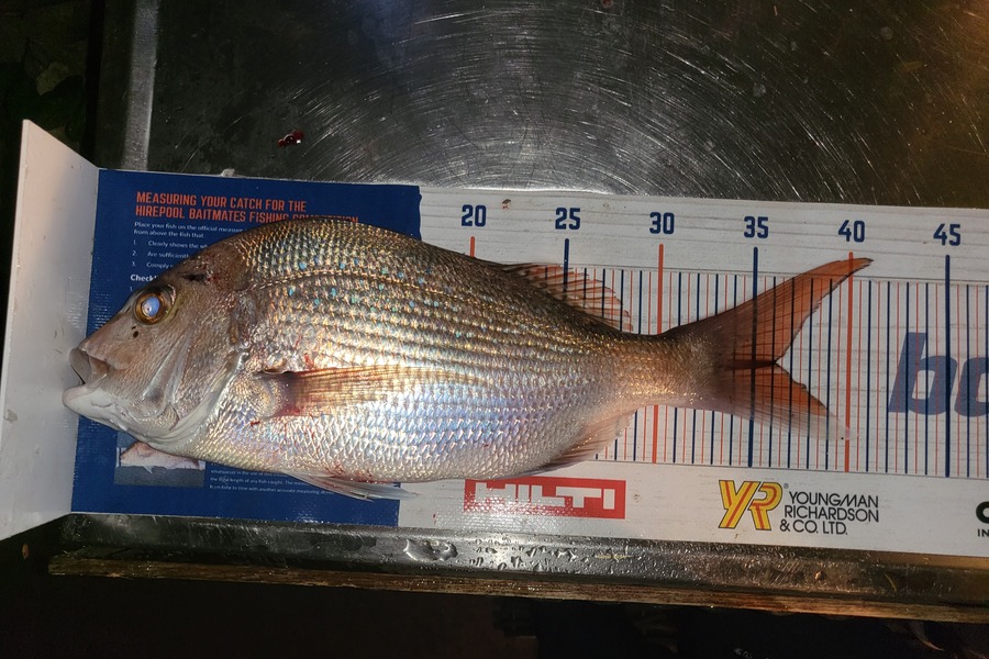 Keith Langham caught this 36.0cm Snapper at Golden Bay during The Export NZ Fishing Competition