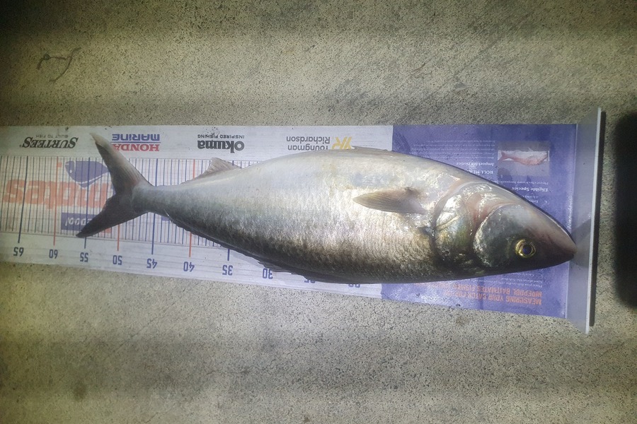 Ben Cullen caught this 50cm Kahawai at Auckland east coast bays during The Export NZ Fishing Competition