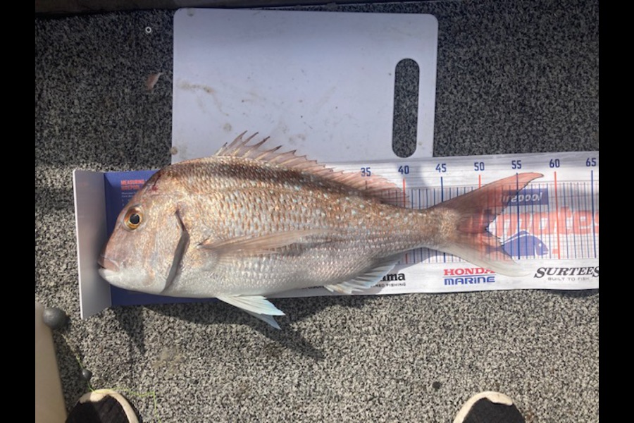 Karl Rickard-Worth caught this 50.5cm Snapper at Huraki Gulf just off Takapuna Boat Ramp during The Export NZ Fishing Competition