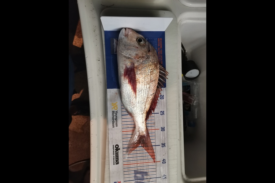 Brendan  Slee  caught this 34.0cm Snapper at Whangaparaoa  during The Export NZ Fishing Competition