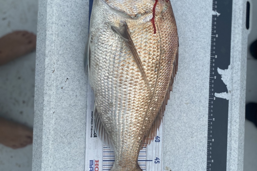 Chris Irving caught this 54.0cm Snapper at Kaipara harbour during The Export NZ Fishing Competition