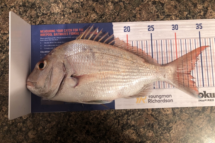 Matthew Campbell caught this 32.5cm Snapper at Waikawau  during The Export NZ Fishing Competition