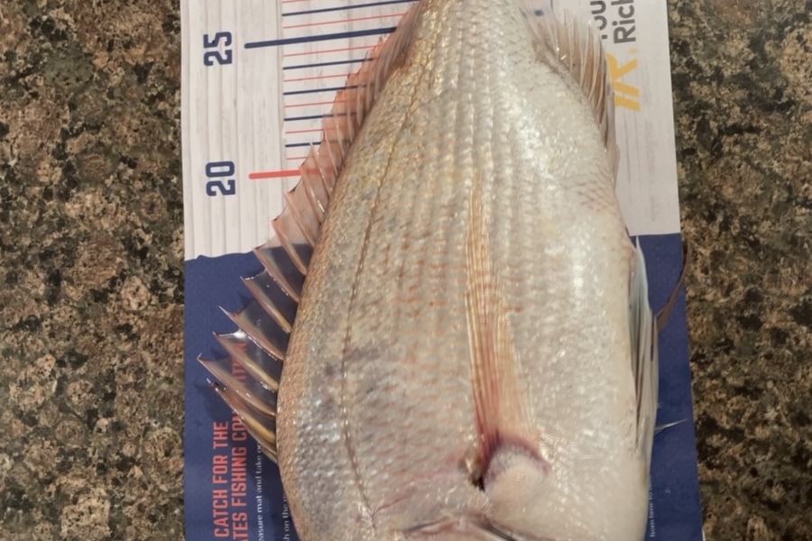 Karen Hogg caught this 32.5cm Snapper at Thames during The Export NZ Fishing Competition