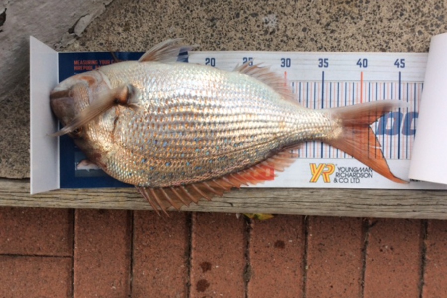 Johnny MacKinnon caught this 41.0cm Snapper at BOP during The Export NZ Fishing Competition