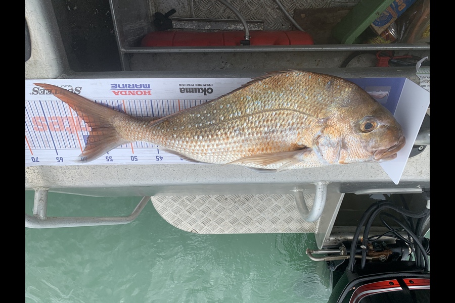 Uerata Syd caught this 56.5cm Snapper at Taharoa  during The Export NZ Fishing Competition