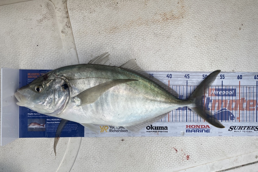 Christopher Eden caught this 49.5cm Trevally at Mount Maunganui  during The Export NZ Fishing Competition