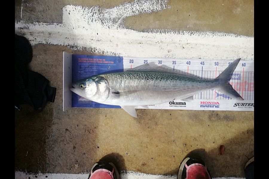 Crystal Nicol caught this 54.5cm Kahawai at Whakatane  during The Export NZ Fishing Competition