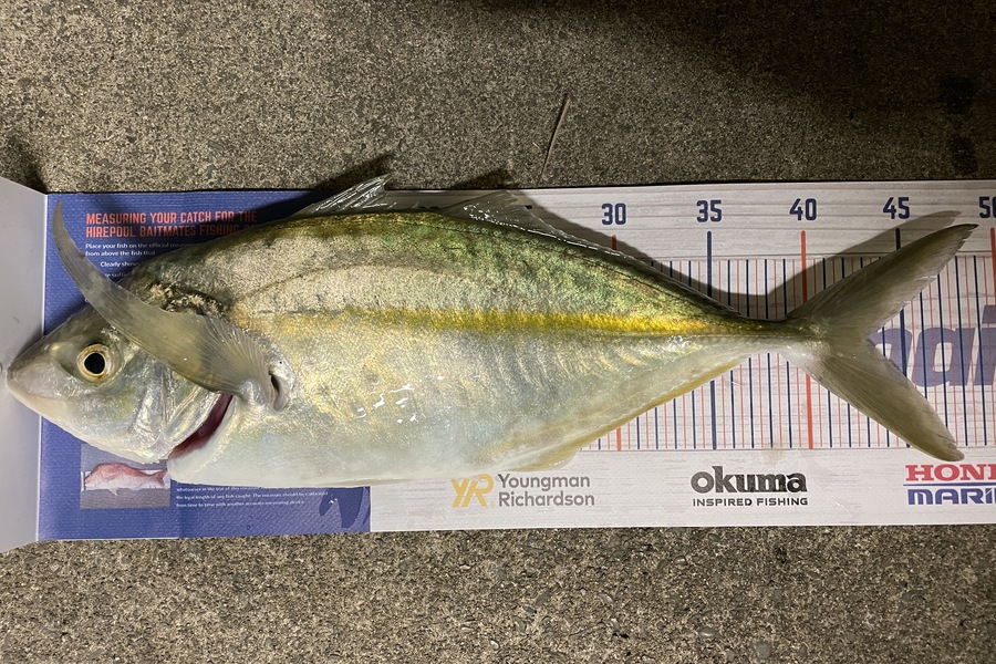 Cain Manley caught this 43.0cm Trevally at Bowentown  during The Export NZ Fishing Competition