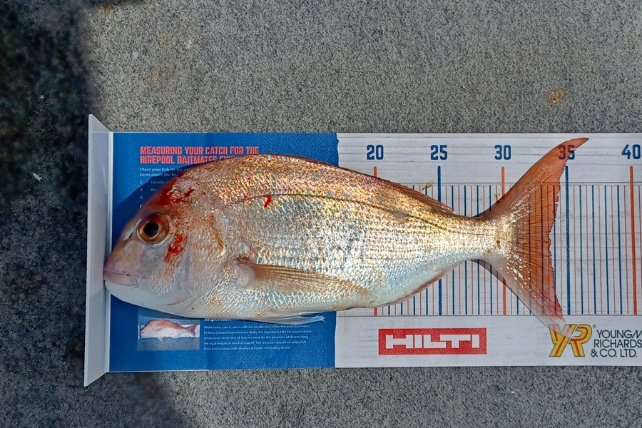 Dennis McLeod caught this 33.5cm Snapper at Whitianga during The Export NZ Fishing Competition