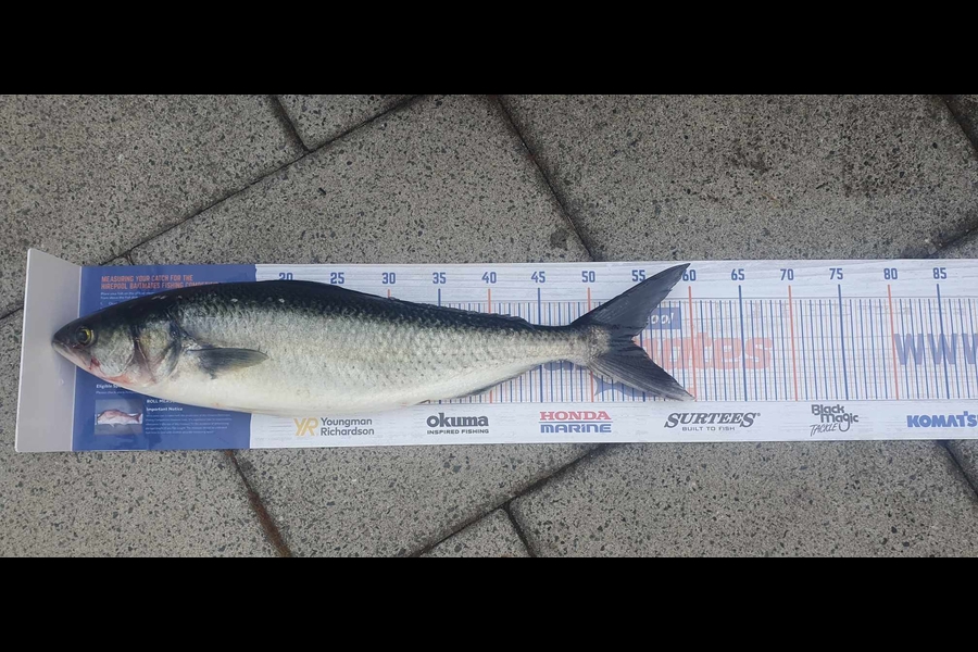 dave price caught this 54.0cm Kahawai at Bay of Plenty  during The Export NZ Fishing Competition