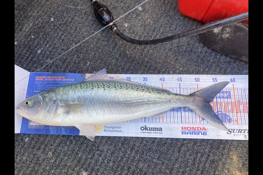 Luke Cross caught this 53.0cm Kahawai at Gulf Harbour  during The Export NZ Fishing Competition