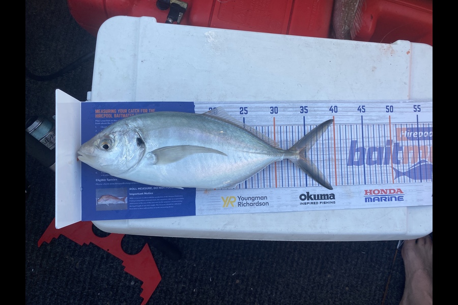 Luke Cross caught this 35.0cm Trevally at Gulf harbor  during The Export NZ Fishing Competition