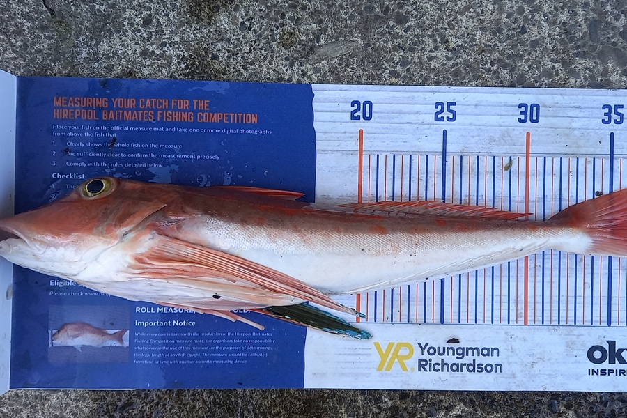 Mike Stainthorpe caught this 37.5cm Gurnard at Whakatane during The Export NZ Fishing Competition