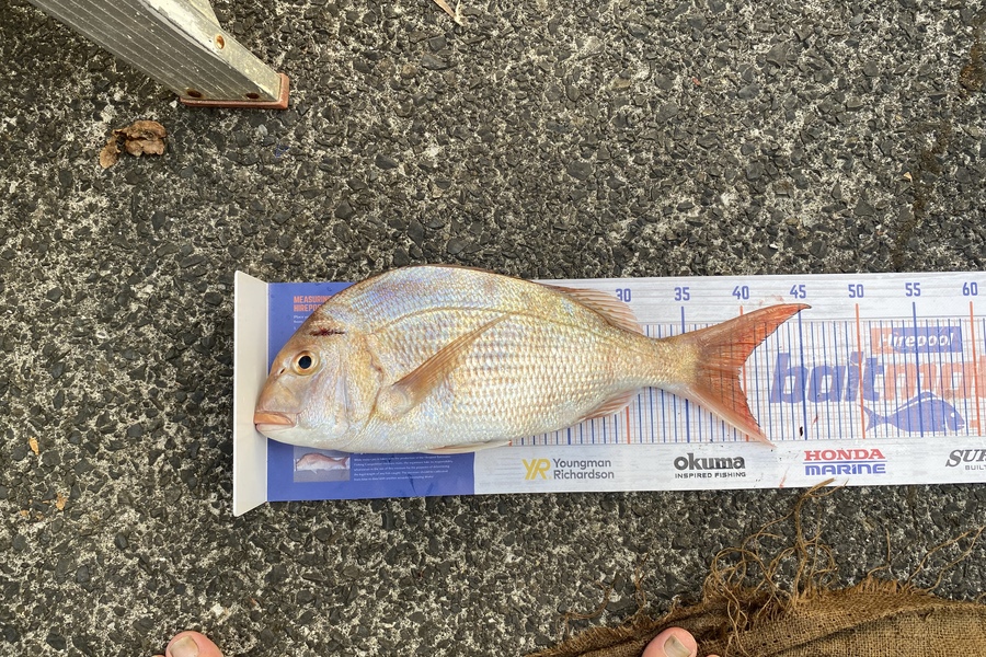 Steve Ryder caught this 39.5cm Snapper at Manukau harbour  during The Export NZ Fishing Competition