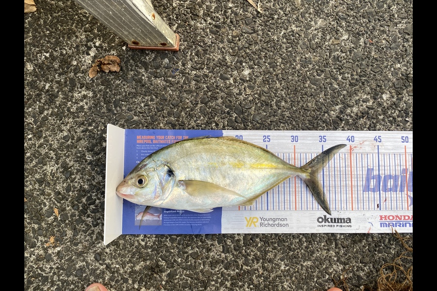 Steve Ryder caught this 34.0cm Trevally at Manukau harbour  during The Export NZ Fishing Competition