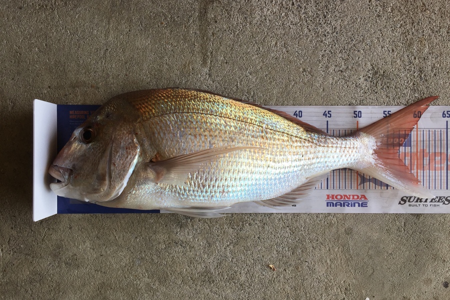 Philip Clark caught this 56.5cm Snapper at Manukau Harbour  during The Export NZ Fishing Competition